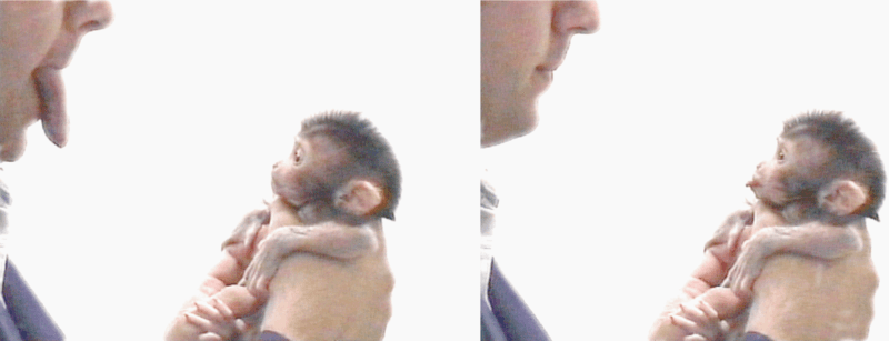Imitacionneonatal