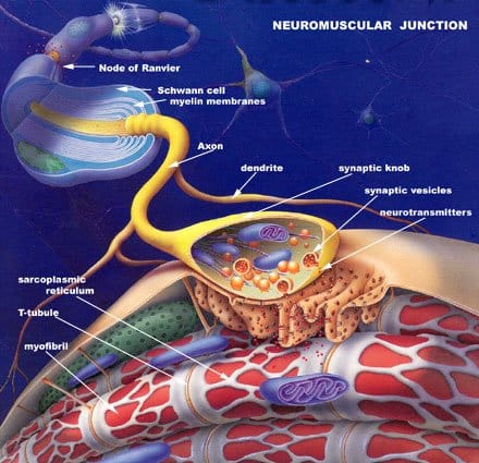 Unionneuromuscular