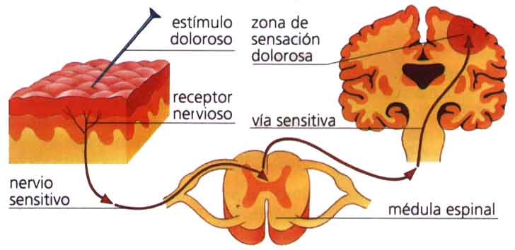 Dolor1