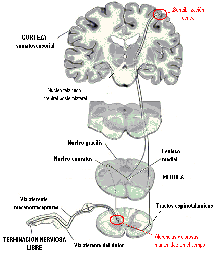 Sensibilizacioncentral