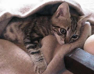 Cuidar gato enfermo