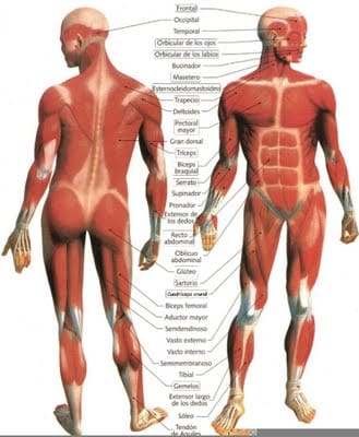 Musculos1