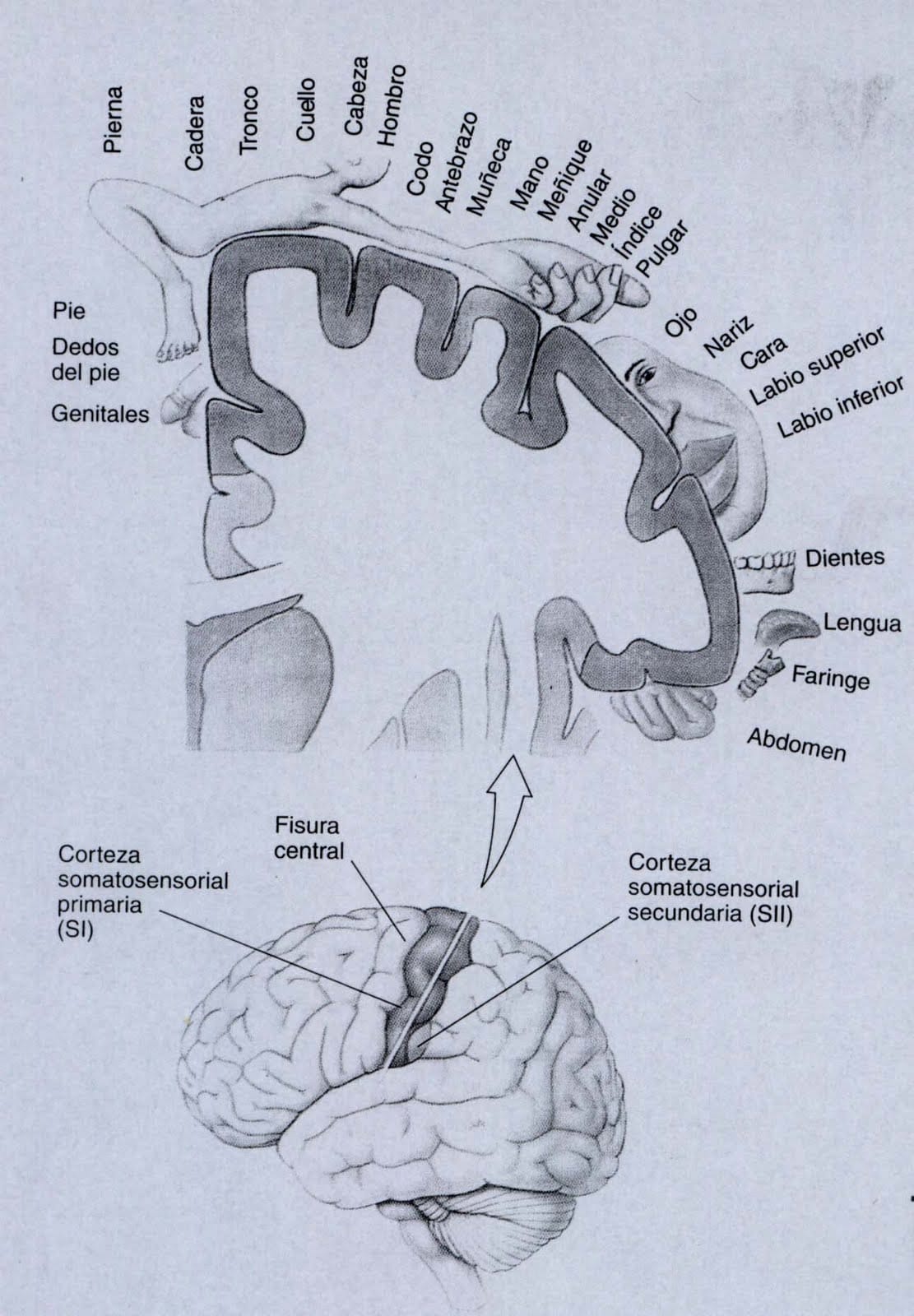 Neuro homunculo sensorial