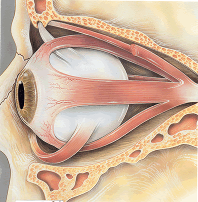 Orbita