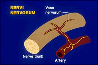 Nervi20nervorum