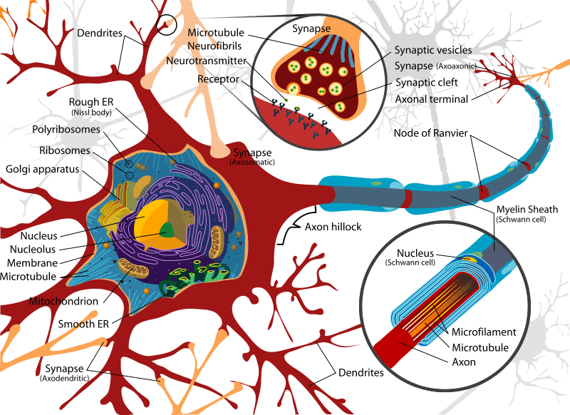 Neurona