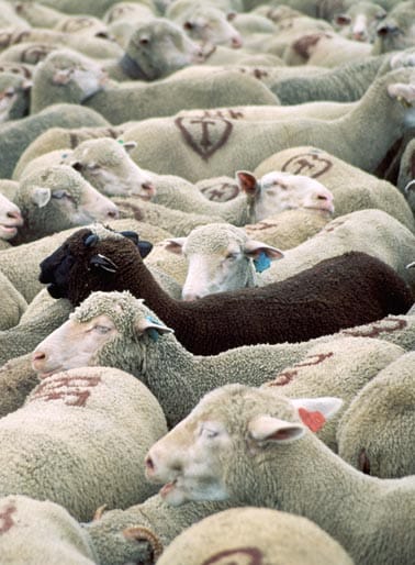 Ovejanegra