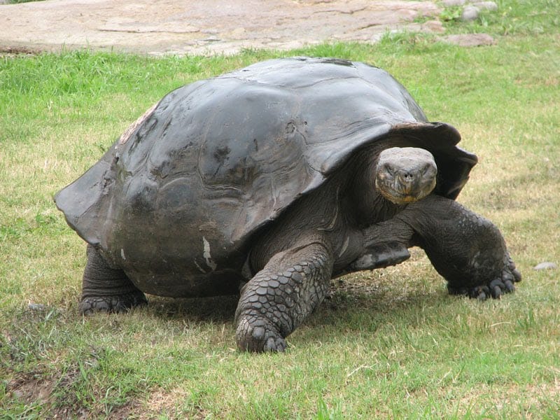 Tortugas