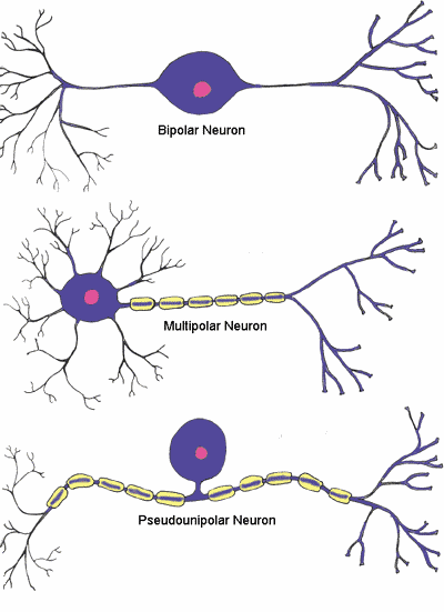 Neuron type