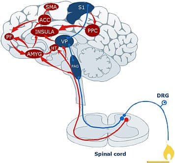 Ns brain 356