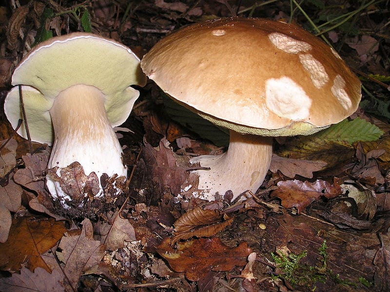 Boletus