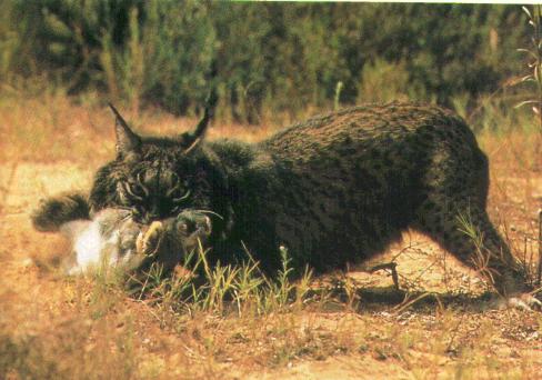 Linces1