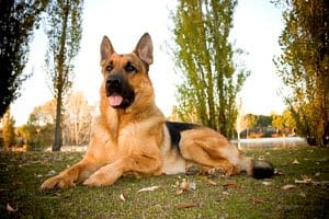 Perro guardi n