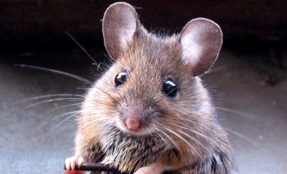 Rat25c325b3n