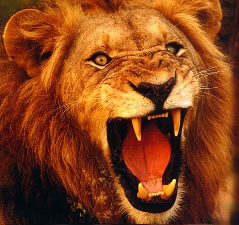 Leon