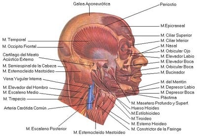 Musculoscraneoycuello