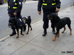 Perropolicia