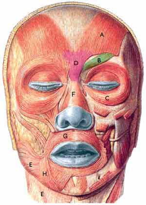 Musculosfaciales