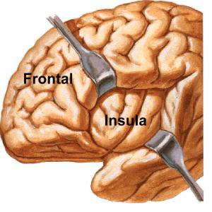 Insula