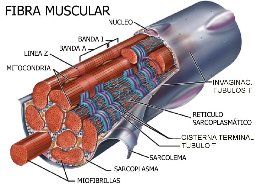 Fibra muscular1