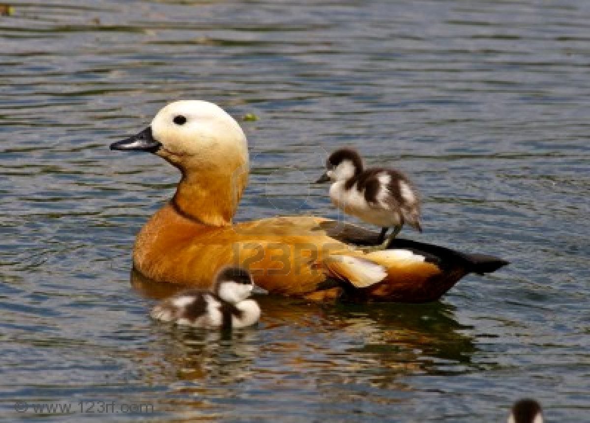 Patos