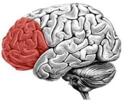 Cortezaprefrontal