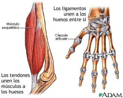 tendones