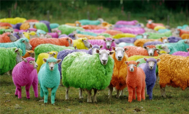 sheep-5