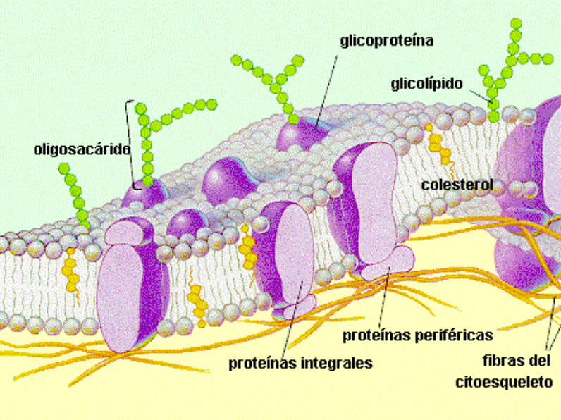 Membrana celular. Versión supersimplificada.